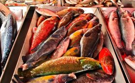 ۱۰۰۲ تن ماهی خشک قشم صادر شد