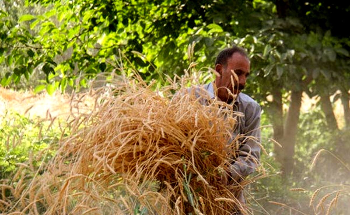 قیمت ۳۲ قلم کالای اساسی برای سال زراعی جدید تعیین شد

