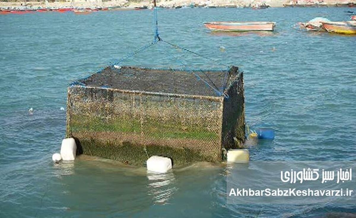 راهنمای جامع پرورش ماهی در قفس در شورابیل: افق‌های نو برای گردشگری اردبیل