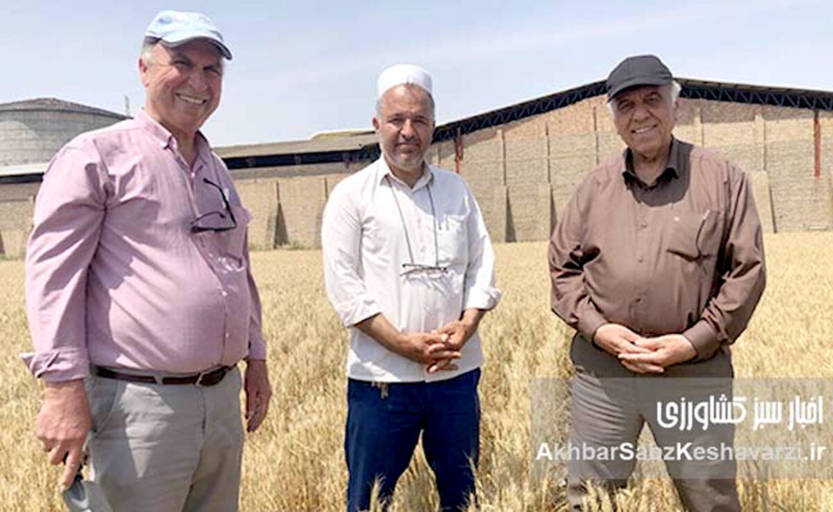 حفظ بقایای گیاهی اراضی دیم گلستان: معجزه‌ای برای خاک تشنه و کلید افزایش تولید+ ویدئو