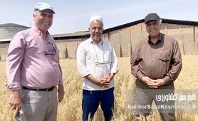 حفظ بقایای گیاهی اراضی دیم گلستان: معجزه‌ای برای خاک تشنه و کلید افزایش تولید+ ویدئو