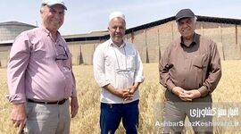 حفظ بقایای گیاهی اراضی دیم گلستان: معجزه‌ای برای خاک تشنه و کلید افزایش تولید+ ویدئو