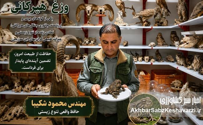 وزغ هیرکانی؛ نگهبان خاموش جنگل که نباید فراموش شود+ویدئو
