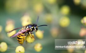 اگر زنبورها ناپدید شوند، کشاورزی فرو می‌ریزد