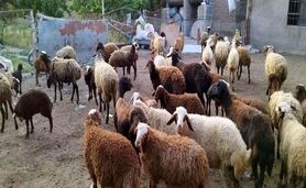 قیمت دام زنده در بازار چند؟/ بازار گوشت در ایام محرم آرام می‌گیرد؟

