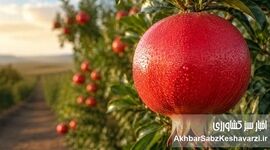 مدیریت هوشمند تغذیه انار در فاز زایشی؛ از تثبیت میوه تا تکامل فیزیولوژیک