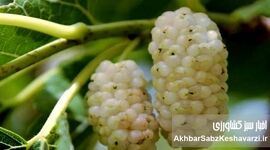 آیا می‌دانستید این میوه می‌تواند حال شما را خوب کند؟ خواص توت سفید برای ذهن و بدن!
