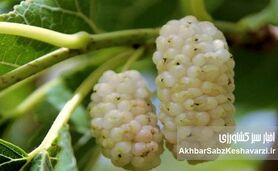 آیا می‌دانستید این میوه می‌تواند حال شما را خوب کند؟ خواص توت سفید برای ذهن و بدن!