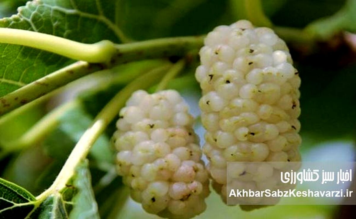 آیا می‌دانستید این میوه می‌تواند حال شما را خوب کند؟ خواص توت سفید برای ذهن و بدن!
