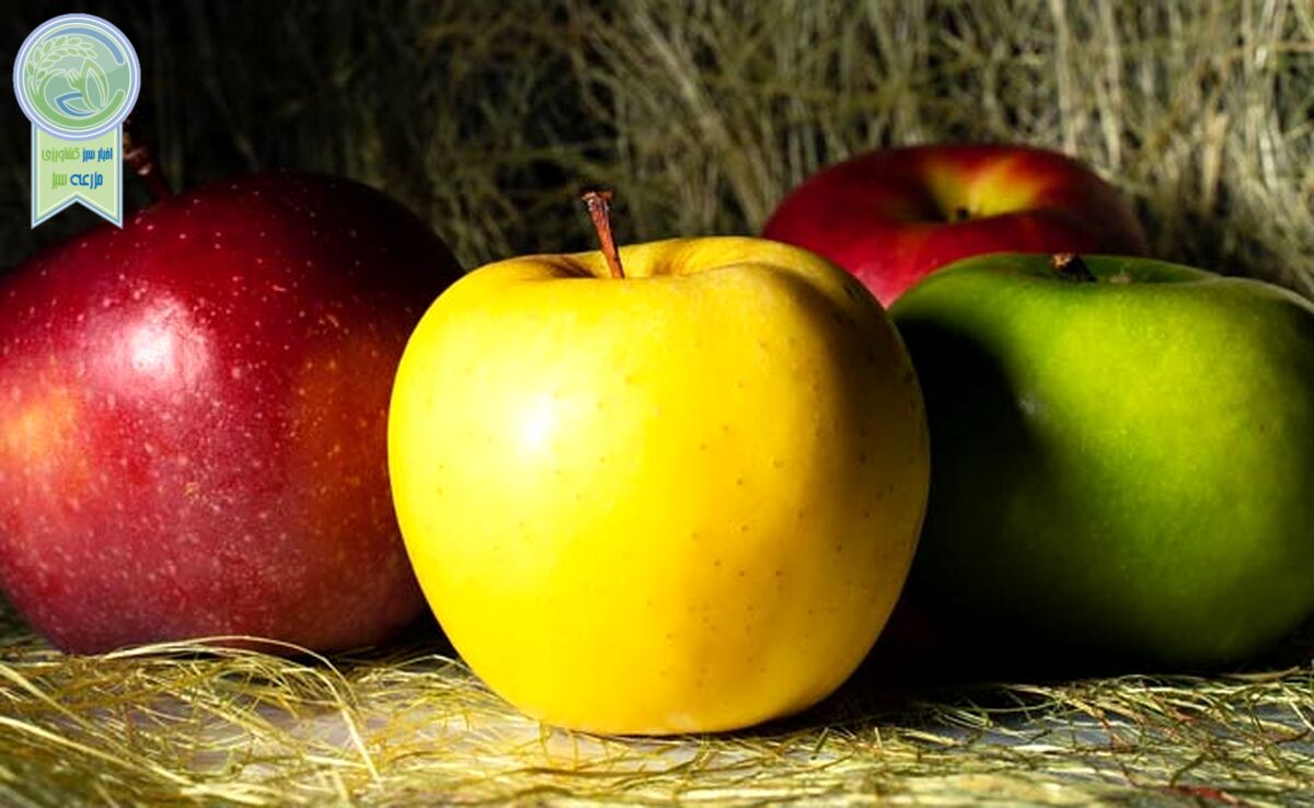 کدام میوه‌ها به کاهش وزن کمک می‌کنند؟

