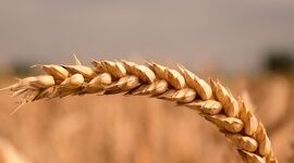 شوک تازه به بازار جهانی گندم؛ اختلال در دریای سیاه قیمت‌ها را ۴۰ درصد بالا برد