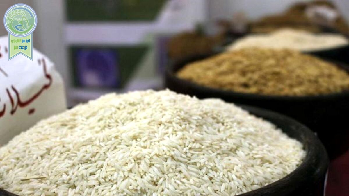 واردات بی رویه برنج به دلسردی شالیکاران منجر می‌شود

