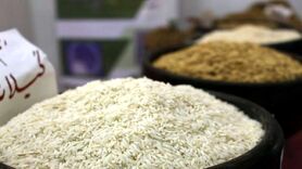 واردات بی رویه برنج به دلسردی شالیکاران منجر می‌شود

