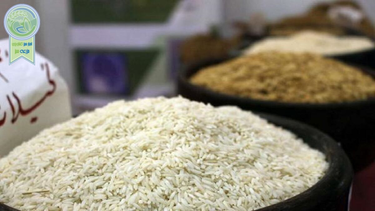 واردات بی رویه برنج به دلسردی شالیکاران منجر می‌شود


