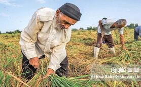 ​نجات کشاورزی ایران؛ راهکارهای نوین برای پایداری و بهره‌وری آب در مواجهه با چالش‌های اقلیمی