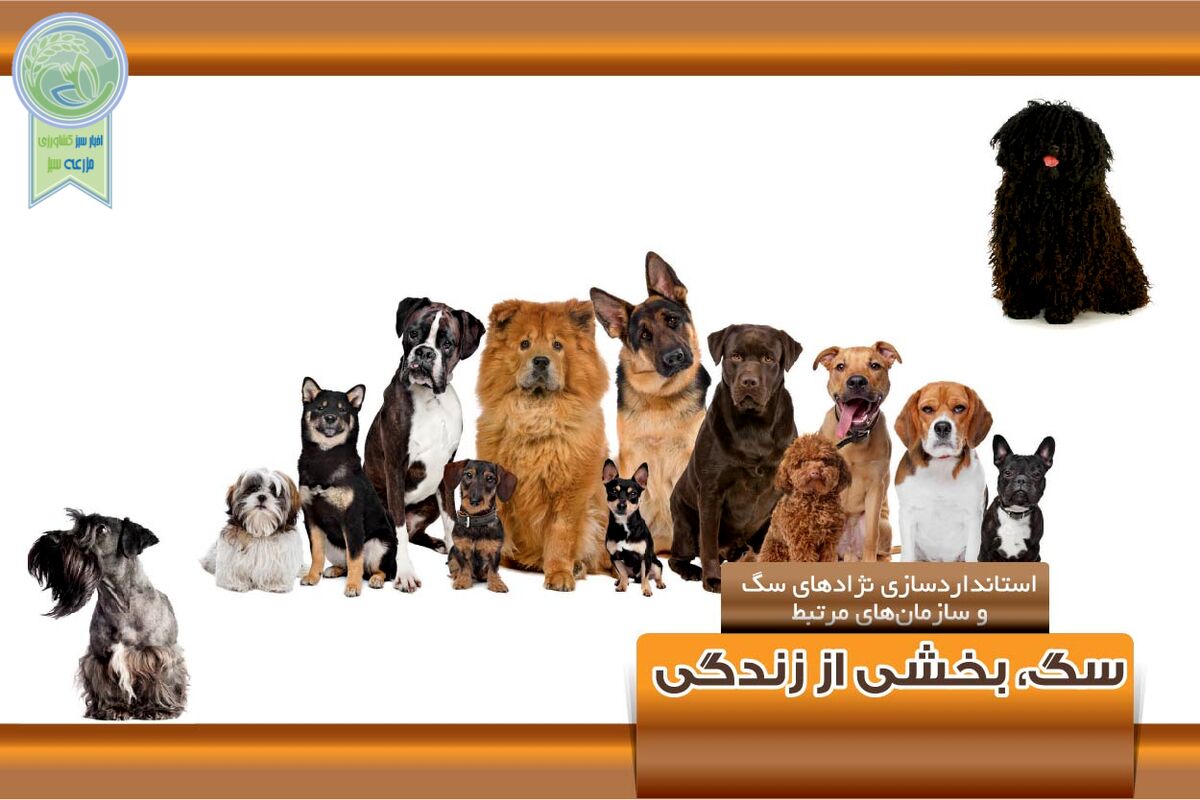 سگ، بخشی از زندگی