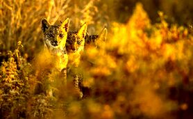 گربه‌ای که از خطر انقراض نجات یافت

