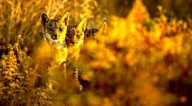 گربه‌ای که از خطر انقراض نجات یافت

