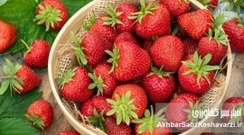 راز تلخ توت‌فرنگی‌های امروزی؛ چرا دیگر مزه گذشته را ندارند؟