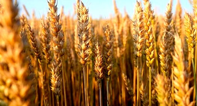بیمه رایگان گندم در بیش از ۶ میلیون هکتار اجرایی شد