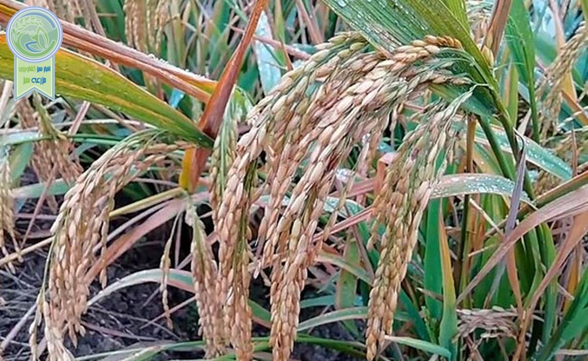 به ارث گذاشتن فقر برای آیندگان

