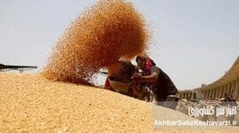 گندم در سیلو ماند، پول نیامد؛ قانون ۴۸ ساعته «۲ ماهه» شد