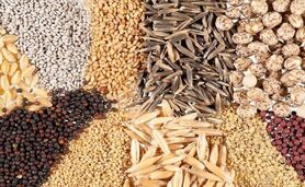 قیمت نهاده های دامی و محصولات کشاورزی ۱۳ مرداد ۱۴۰۳+ جدول

