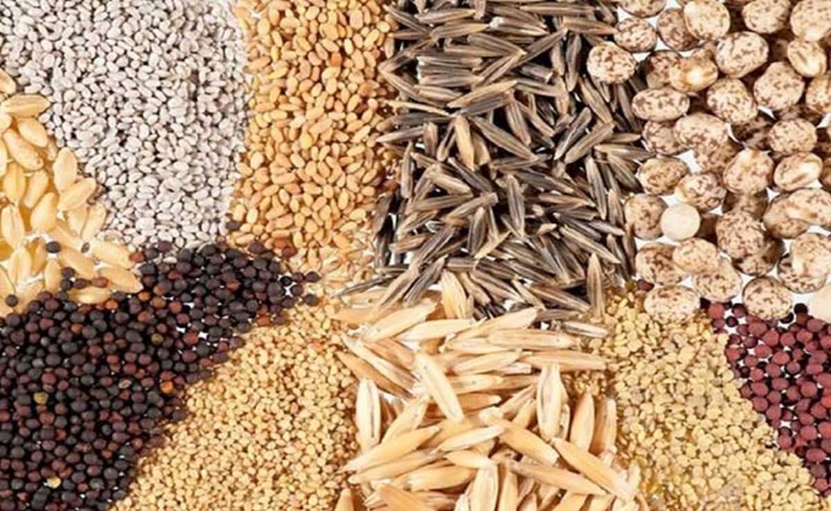 قیمت نهاده های دامی و محصولات کشاورزی ۱۳ مرداد ۱۴۰۳+ جدول
