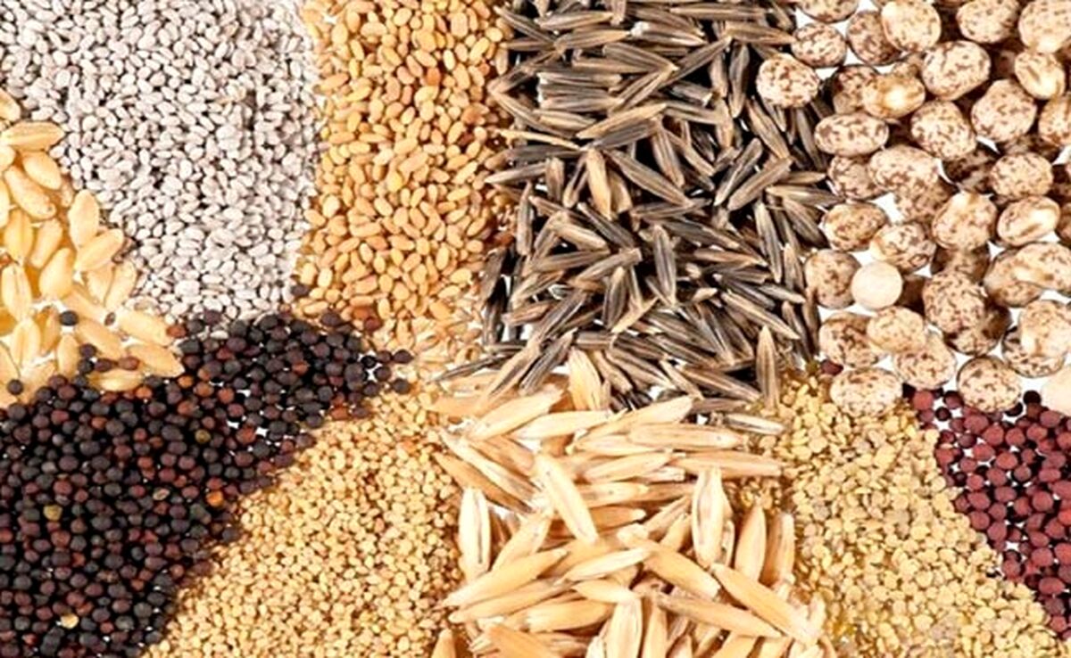 قیمت نهاده های دامی و محصولات کشاورزی ۱۳ مرداد ۱۴۰۳+ جدول
