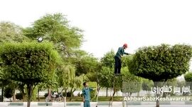 کنوکارپوس؛ درخت محبوب مدیران شهری که به کابوس زیرساخت‌های جنوب تبدیل شد
