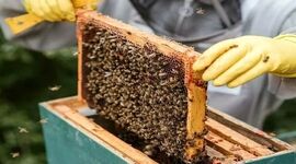 فرآورده‌های حاصل از زنبورداری و نوغانداری معاف از مالیات شد

