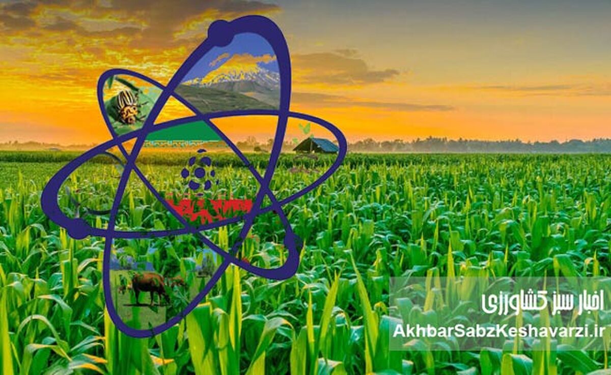 فناوری هسته‌ای در کشاورزی؛ از بذر تا سفره، تحولی در تولید برنج ایران