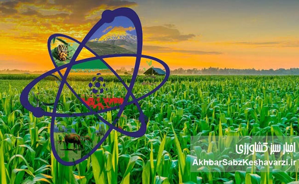 فناوری هسته‌ای در کشاورزی؛ از بذر تا سفره، تحولی در تولید برنج ایران