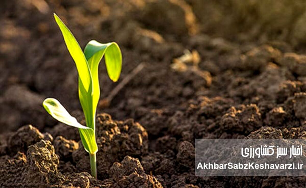چرا «خاک سالم» یعنی «شهر سالم»؟ روایت روز جهانی خاک+ ویدئو