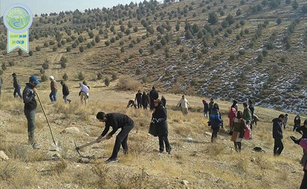  تأمین بیش از ۴۲ درصد گوشت قرمز از مراتع

