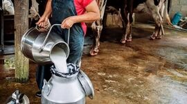 چرا ایران با وجود تولید بالای شیر، همچنان به واردات برخی محصولات لبنی نیاز دارد؟