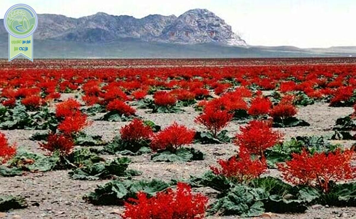 دشت ریواس شهر بابک و زیبایی‌های وصف ناپذیر+ فیلم
