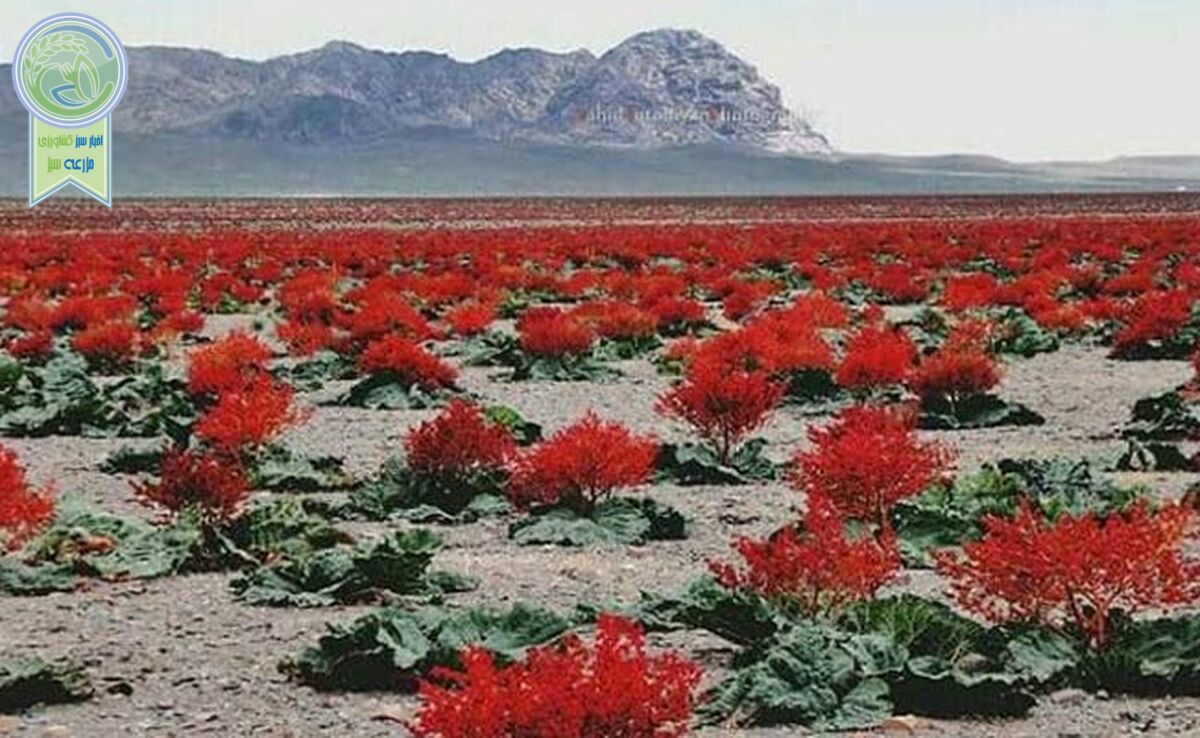 دشت ریواس شهر بابک و زیبایی‌های وصف ناپذیر+ فیلم