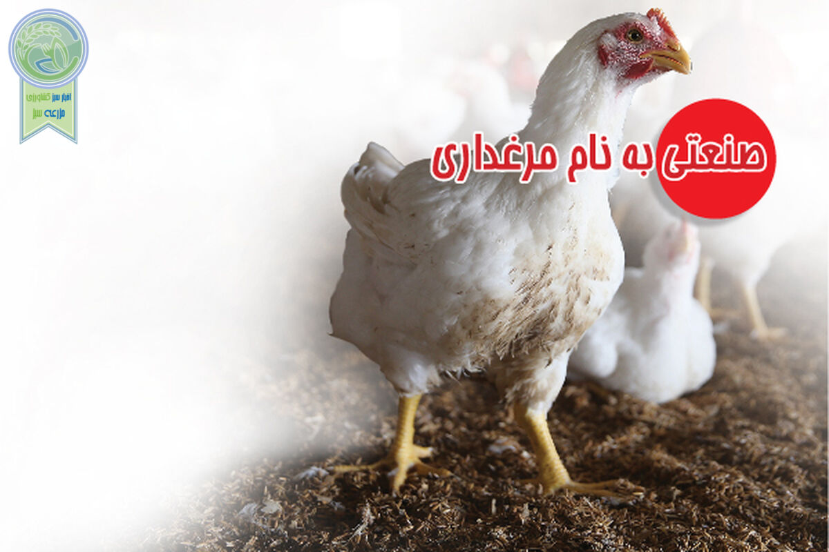صنعتی به نام مرغداری

