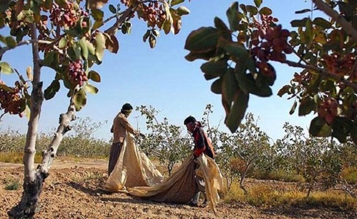 خسارت 25 درصدی محصولات باغات پسته در یزد

