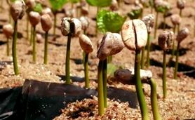 کاشت 10 هزار درخت قهوه در جنوب عمان

