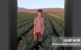 ایمان پرتوی؛ روایت یک درس بزرگ از کشاورزی حفاظتی در روستای مرادآباد+ویدئو
