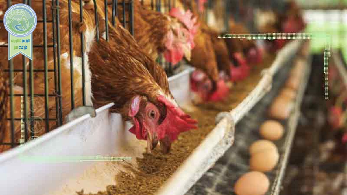 افزایش دو برابری صادرات تخم مرغ از ابتدای سال جاری
