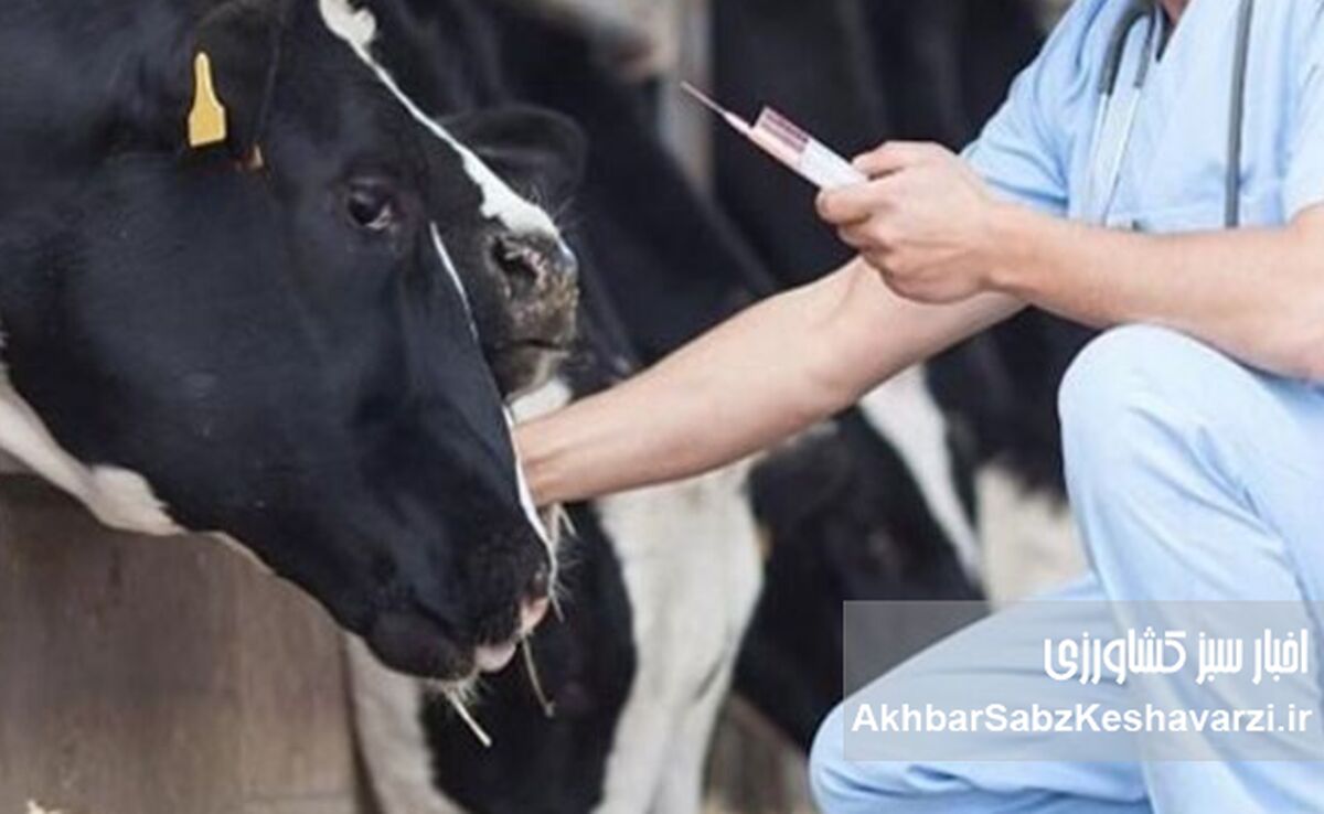 تب برفکی؛ وقتی واکسن به‌موقع رسید، اما غرامت هنوز پشت در مانده است