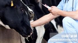 تب برفکی؛ وقتی واکسن به‌موقع رسید، اما غرامت هنوز پشت در مانده است