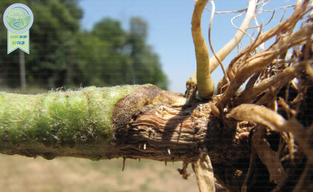 پوسیدگی دمگل در گیاه گوجه فرنگی