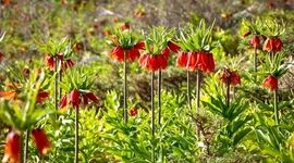 چیدن لاله واژگون، تهدیدی جدی برای زیبایی و بقای دشت‌های ایران+ ویدئو