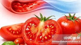 گوجه‌فرنگی چگونه فشار خون را پایین می‌آورد؟ یافته‌های تازه