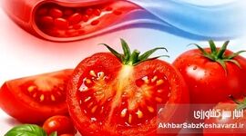 گوجه‌فرنگی چگونه فشار خون را پایین می‌آورد؟ یافته‌های تازه