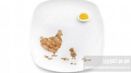 متفورمین، راز افزایش تخم‌گذاری مرغ‌ها: از دیابت تا سفره شما+اینفوگرافی